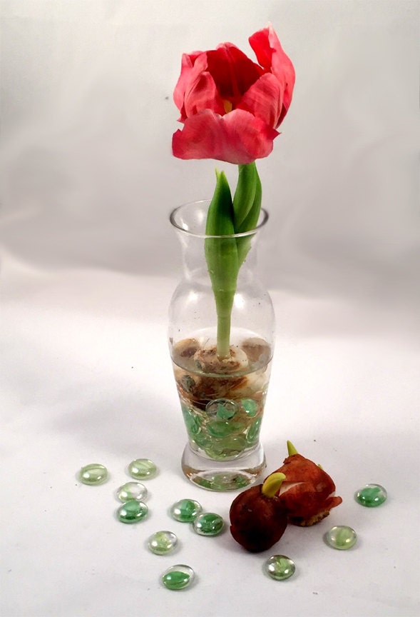 TULIP BULB FORCING Kit Includes Tulip Bulb Glass Vase Glass