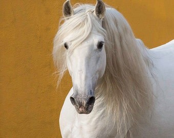 Lusitano Stallion Fine Art Horse Photography Horse