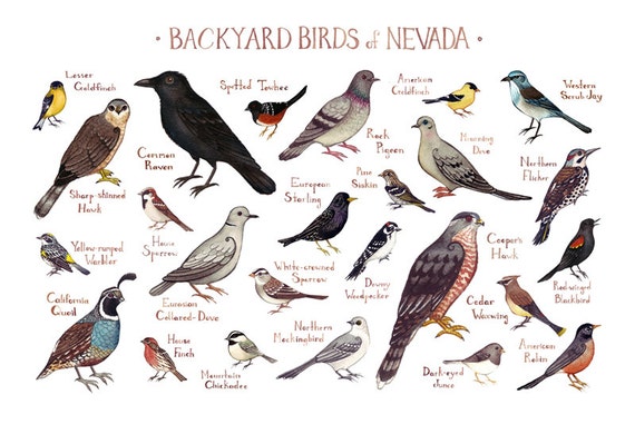 Nevada Backyard Birds Field Guide Art Print / Watercolor