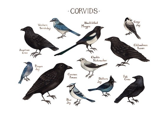Corvids of North America Field Guide Art Print / by KateDolamore