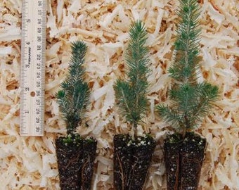 doug fir seedlings for sale