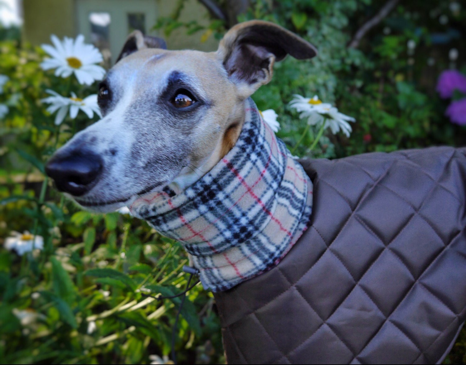 Greyhound and whippet fleece lined winter coats & jackets with long