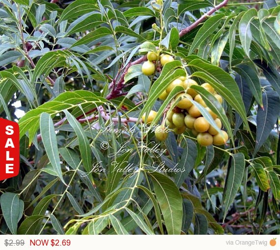 5 Seeds Soap Nut Ritha tree Rare Tropical by