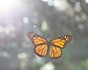 Monarch Butterfly Specimen, Real Preserved Butterfly Specimen, DIYer, Eco-Friendly, Gardener and Naturalist, Photography Prop