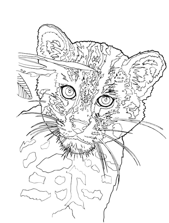 Download 54+ Wild Cats Coloring Pages PNG PDF File