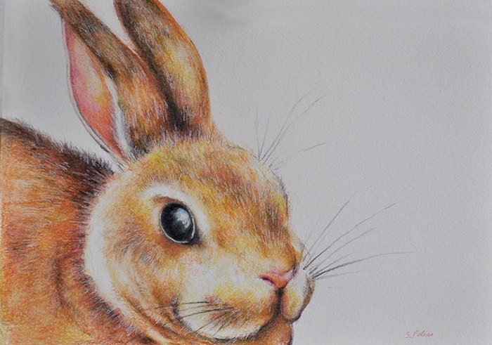 Original Drawing Colored Pencil Rabbit Cute Bunny Portrait