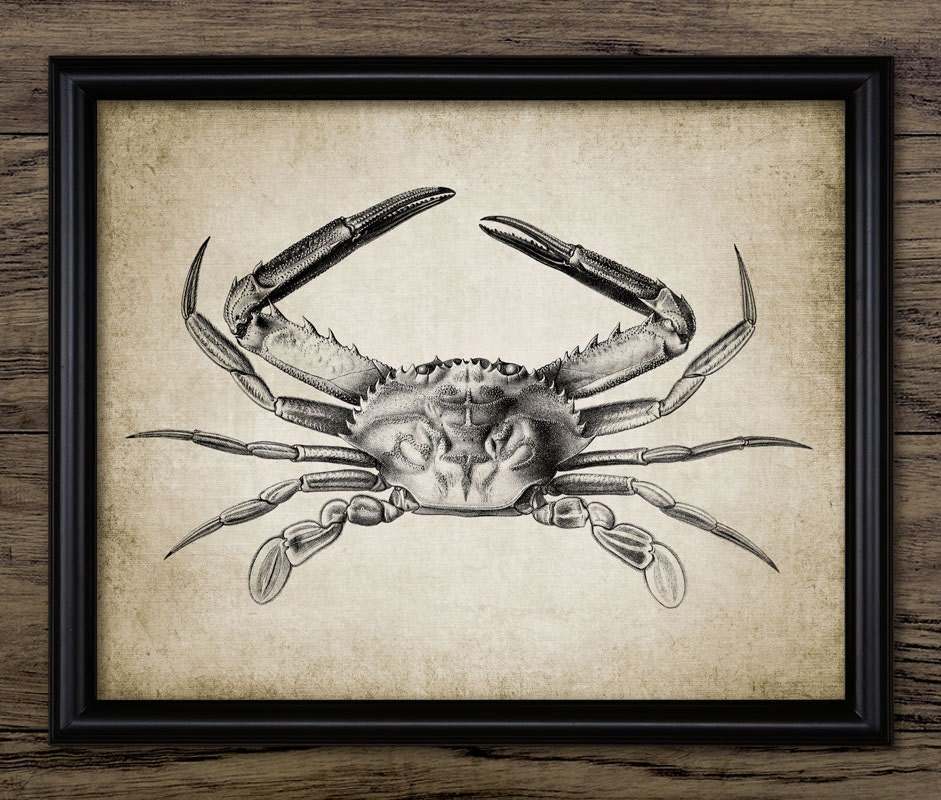 Crab Print Crab Poster Vintage Crab Illustration Marine