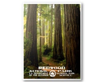 Redwood National Park Travel Poster