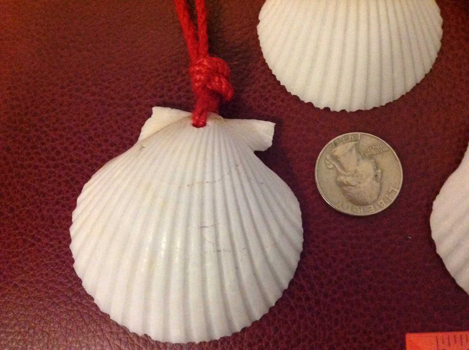 scallop-shell-symbol-of-the-camino-pilgrimage-to-santiago-de