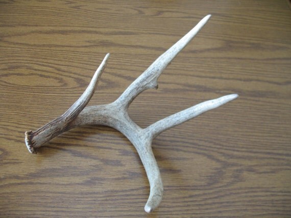 Real Deer Antler