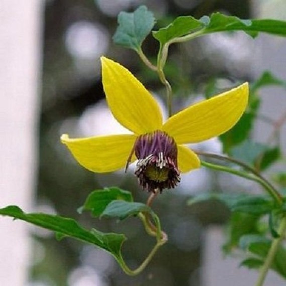 Clematis Hybrida Helios Aztek Flower Seeds / Perennial 30