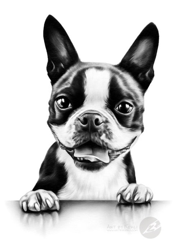 Boston Terrier pencil drawing ORIGINAL Art by Kerli