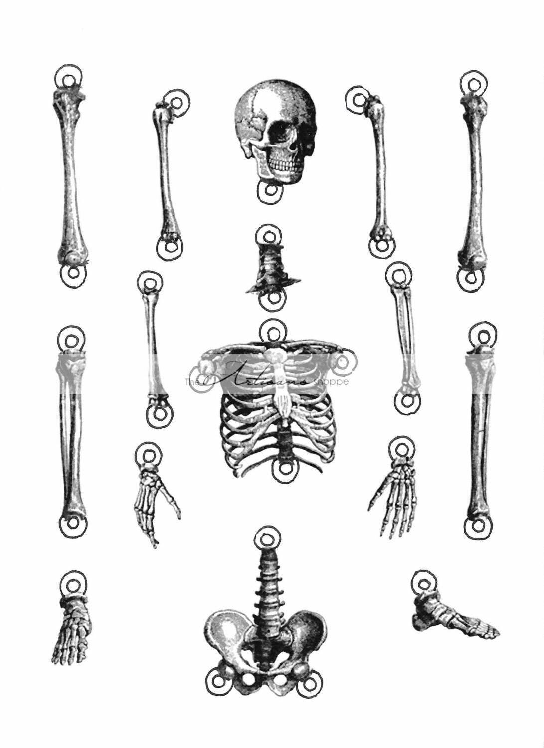 Human Skeleton Cut Out Printable