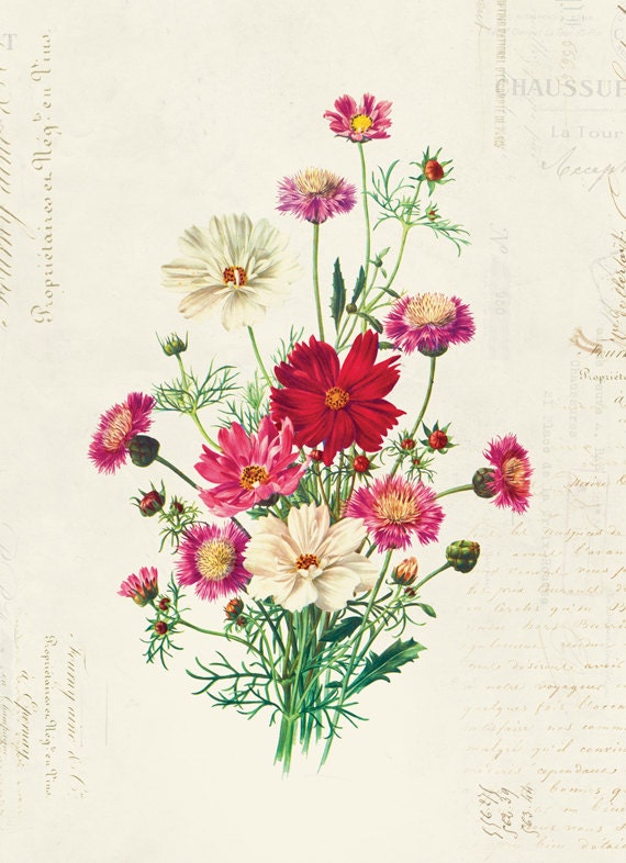 Vintage Botanical Floral On French Ephemera Print Vintage
