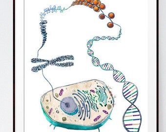 Cell to Helix, Science, Science Art, Biology, DNA, Genetics, dna art, biology art, art print, watercolor print, watercolor art, art print