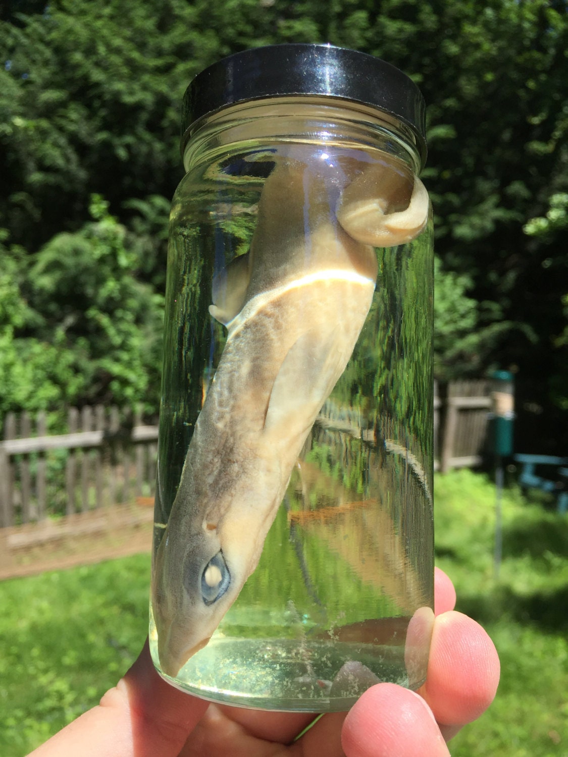 Shark Fetus in a Jar Preserved Wet Specimen by BlackBearBathSalts