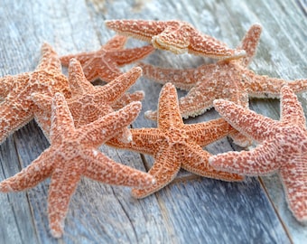 Beach Decor, Small Sugar Starfish, Beach Wedding, Seashells, Bulk Starfish, Nautical Decor, Craft Shells - Sugar Starfish 1-3.5" Set of 8