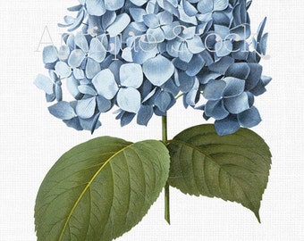 Blue Flower Clipart 'Big Leaf Hydrangea' Image Hortensia Digital Download Botanical Illustration for Invitations, Collages Decoupage...