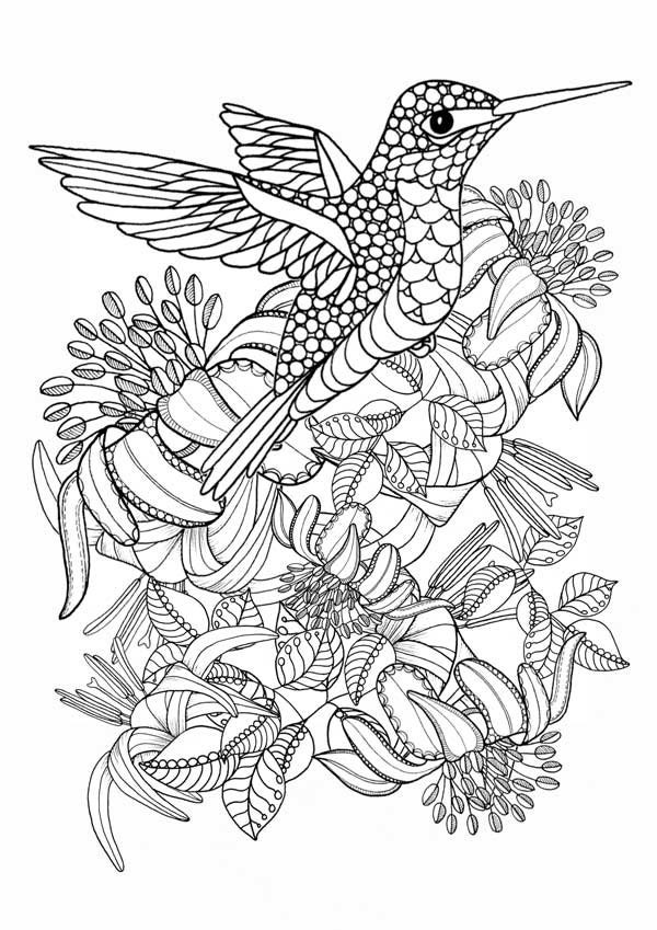 Hummingbird Printable Coloring Pages. Digital download of