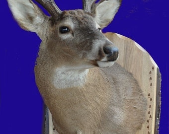 Deer Mount ~ Deer Shoulder Mount ~ Taxidermy Panels ~ Live Edge Wood ~ Deer Hunting Mounts ~ Deer Hunting ~ Deer Boards ~ Deer Panels ~ Deer