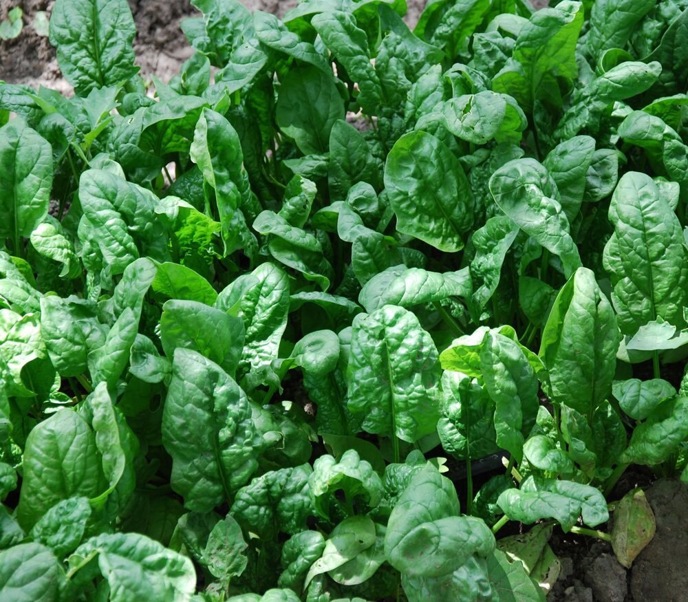 200 Spinach Seeds Organic Giant Noble Heirloom Variety