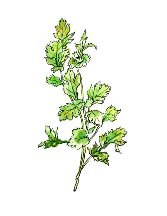 coriander cilantro Chinese parsley drawing with watercolor