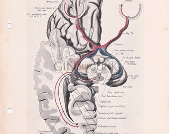 Antique illustration of the Brain, conduction of light, Human Anatomy, Human Brain, Medical Drawing