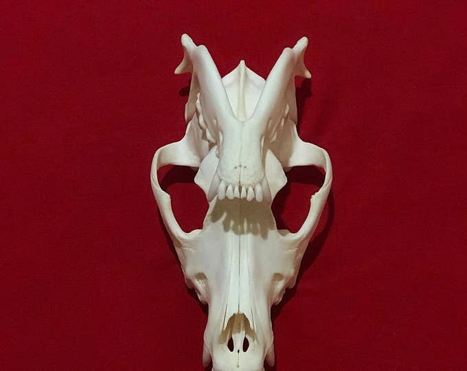 Real animal skull