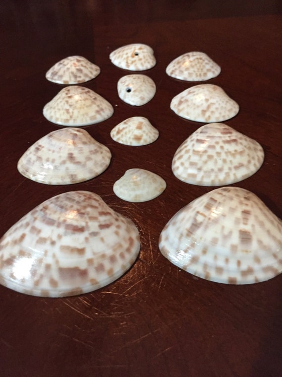 Calico Clam Dozen. Assorted size Sanibel Island Calico Clam
