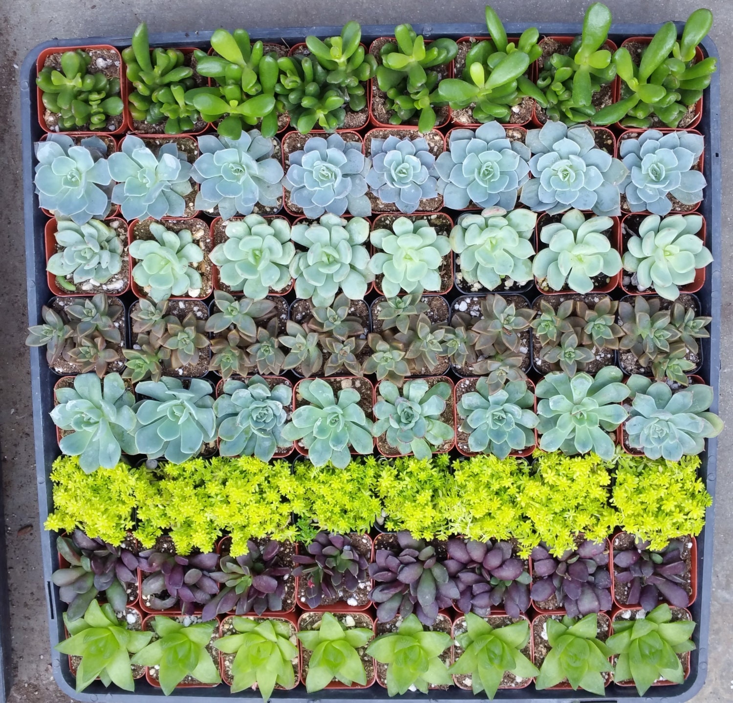 405060 Assorted Succulent Plants In 2 Pots Great 6621