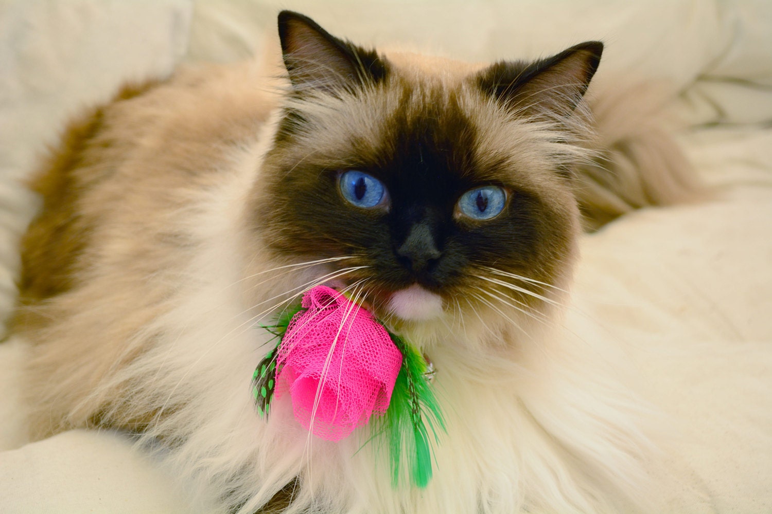 Pink rose cat collar