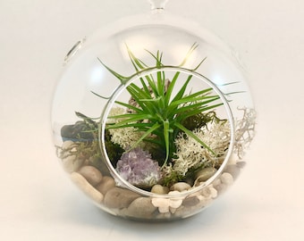 6" Airplant Terrarium Kit