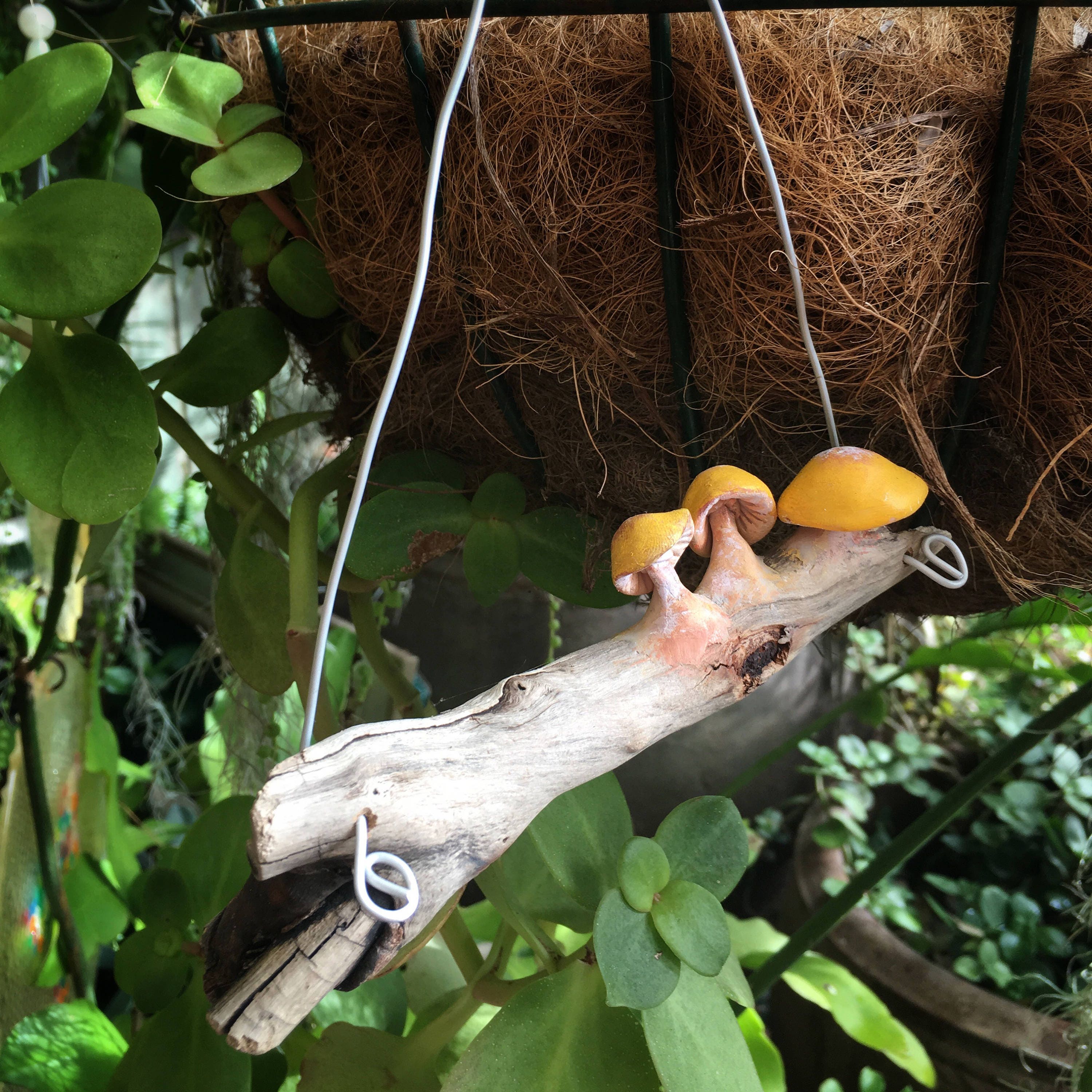 Yellow mushroom driftwood hanger airplant display