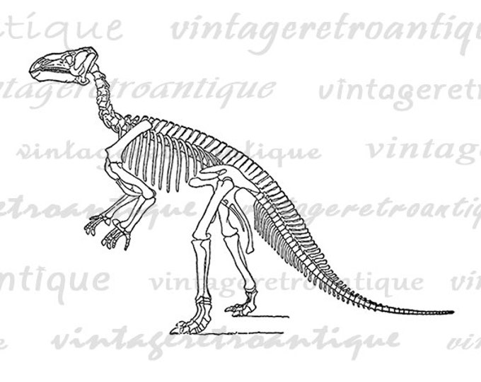 Printable Graphic Dinosaur Skeleton Download Image Digital Illustration Vintage Clip Art Jpg Png Eps HQ 300dpi No.2734