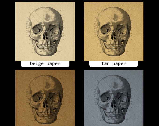 Skull Diagram Image Digital Download Printable Skull Illustration Graphic Vintage Clip Art Jpg Png Eps HQ 300dpi No.2260