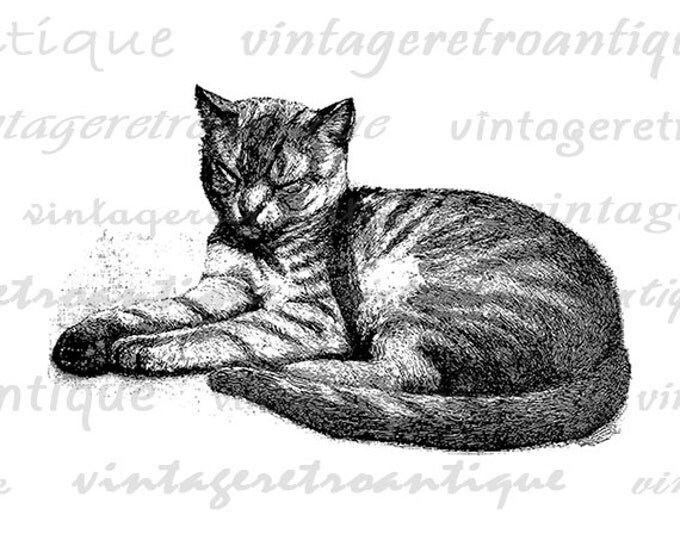 Printable Digital Cat Graphic Housecat Image Illustration Download Vintage Clip Art Jpg Png Eps HQ 300dpi No.3277