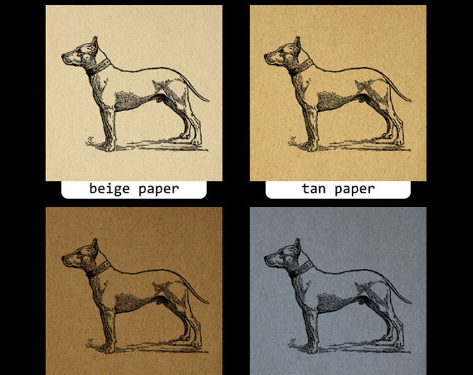 Printable Graphic Bull Terrier Dog Digital Illustration Image Download Antique Clip Art Jpg Png Eps HQ 300dpi No.3149