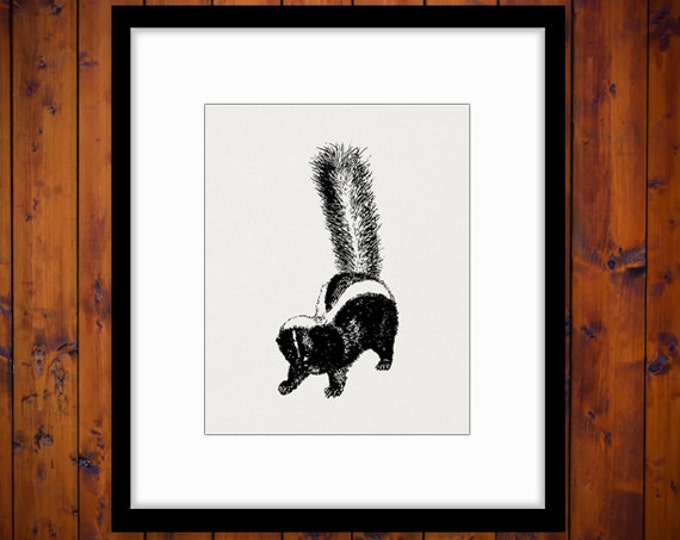 Skunk Graphic Image Printable Digital Illustration Download Vintage Clip Art for Transfers Making Prints etc HQ 300dpi No.3472