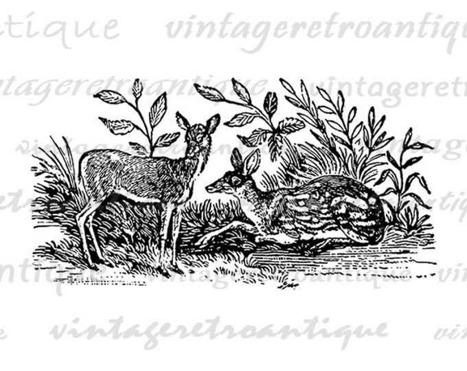 Two Deer Digital Image Graphic Illustration Printable Download Vintage Clip Art Jpg Png Eps HQ 300dpi No.1711