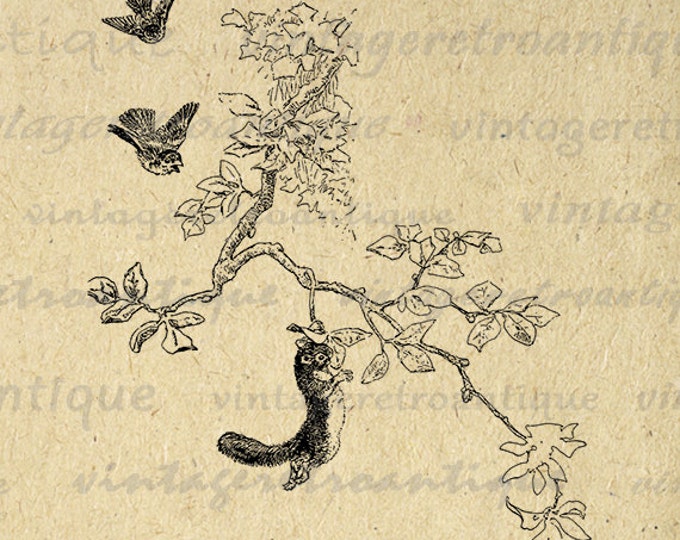 Printable Squirrel and Birds Digital Download Graphic Image Antique Clip Art Jpg Png Eps HQ 300dpi No.560