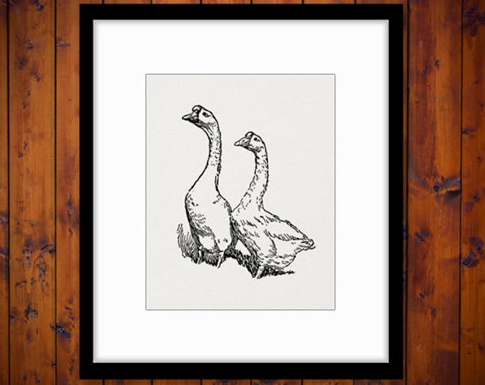 Printable Image Chinese Geese Birds Download Illustration Graphic Digital Vintage Clip Art Jpg Png Eps HQ 300dpi No.3257