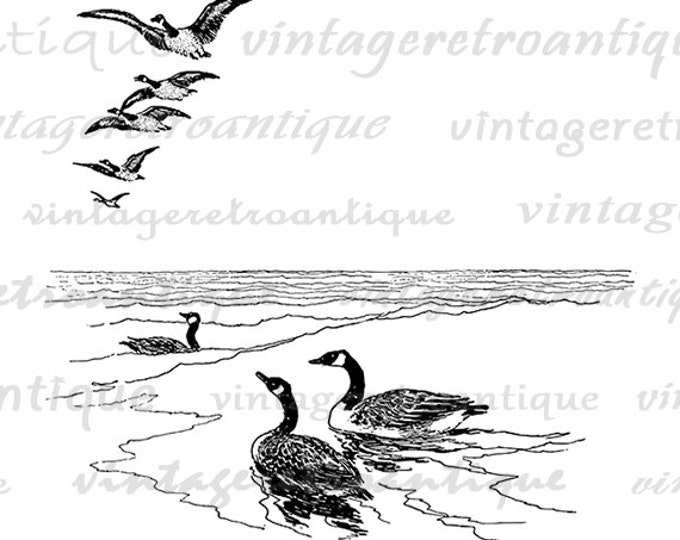 Geese Birds Digital Image Graphic Goose Download Printable Artwork Vintage Clip Art Jpg Png Eps HQ 300dpi No.2152