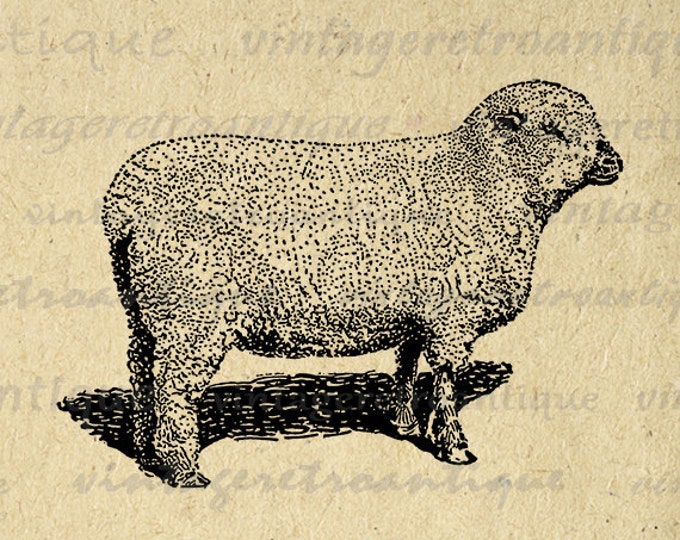 Printable Image Shropshire Sheep Download Graphic Digital Vintage Clip Art Jpg Png Eps HQ 300dpi No.3230