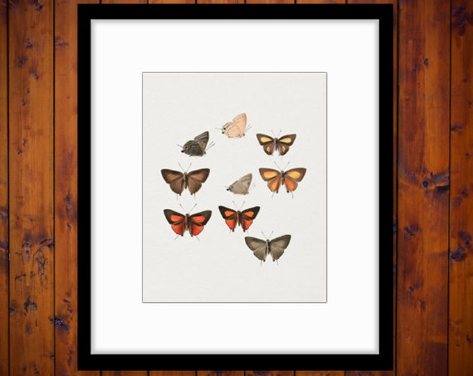 Printable Graphic Butterflies Collage Sheet Download Digital Image Vintage Clip Art HQ 300dpi No.813