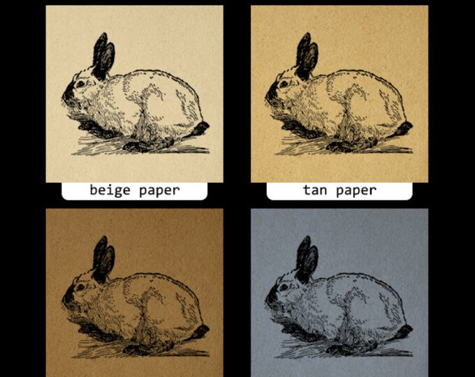 Digital Himalayan Rabbit Image Download Bunny Graphic Illustration Printable Vintage Clip Art Jpg Png Eps HQ 300dpi No.3063