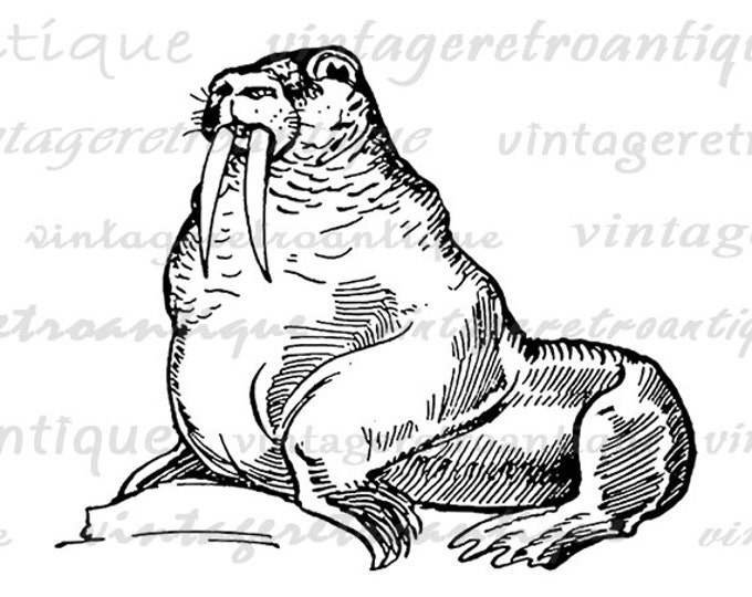 Printable Graphic Walrus Digital Sea Ocean Download Image Vintage Clip Art Jpg Png Eps HQ 300dpi No.3521