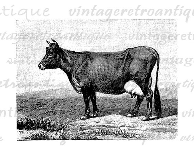 Printable Image Cow Digital Antique Cow Graphic Download Vintage Clip Art Jpg Png Eps HQ 300dpi No.657