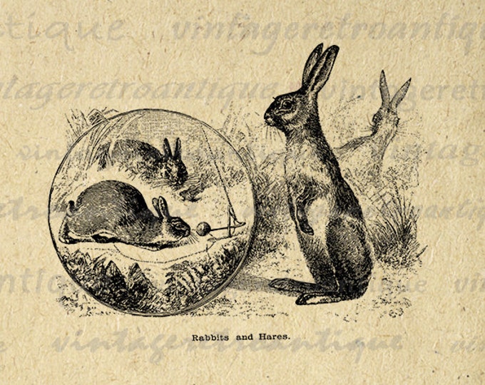 Printable Graphic Rabbits and Hares Image Easter Spring Digital Bunny Download Antique Clip Art Jpg Png Eps 18x18 HQ 300dpi No.628