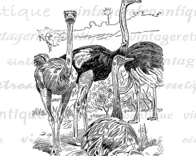 Ostrich Birds Printable Image Graphic Ostriches Digital Illustrated Download Vintage Clip Art Jpg Png Eps HQ 300dpi No.2569