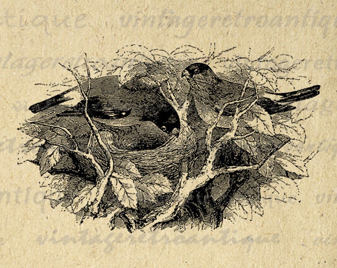 Birds with Nest Graphic Image Printable Birdnest Digital Illustration Download Antique Clip Art Jpg Png Eps HQ 300dpi No.3685